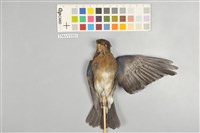 藏品(白腹琉璃)的圖片